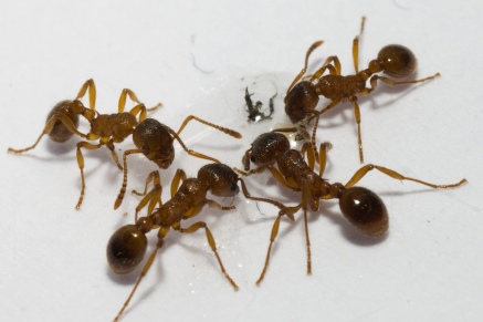 Уничтожение муравьев   в Красноармейске 